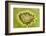 Kiwi Detail-Steve Gadomski-Framed Photographic Print