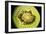 Kiwi Fruit Cross Section Showing Seeds-null-Framed Photographic Print