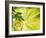 Kiwi Slice and Sprig of Parsley on a Lettuce Leaf-Peter Rees-Framed Photographic Print