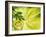 Kiwi Slice and Sprig of Parsley on a Lettuce Leaf-Peter Rees-Framed Photographic Print