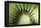 Kiwi Slice-Vaughan Fleming-Framed Premier Image Canvas