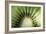 Kiwi Slice-Vaughan Fleming-Framed Photographic Print