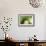 Kiwi Slice-Vaughan Fleming-Framed Photographic Print displayed on a wall