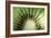 Kiwi Slice-Vaughan Fleming-Framed Photographic Print