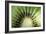 Kiwi Slice-Vaughan Fleming-Framed Photographic Print