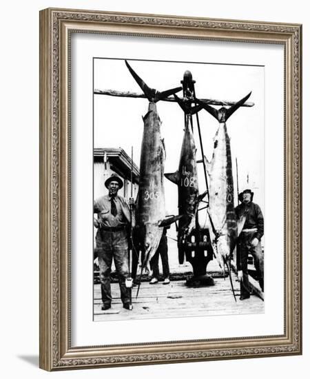 Kiwi Swordfish Catch-null-Framed Photographic Print