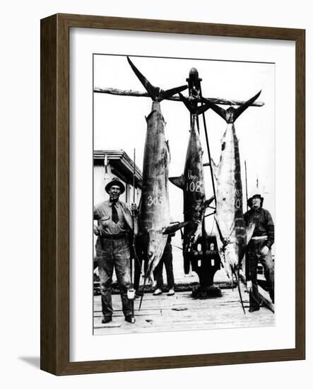 Kiwi Swordfish Catch-null-Framed Photographic Print