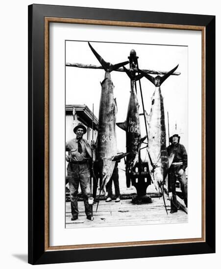 Kiwi Swordfish Catch-null-Framed Photographic Print