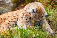 Caring Lynx Mother and Her Cute Young Cub in the Grass-kjekol-Framed Premier Image Canvas