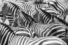 Zebra in Ngorongoro-kjekol-Photographic Print