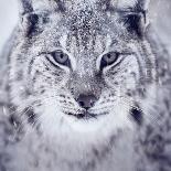 Three Wolves in the Snow-kjekol-Photographic Print
