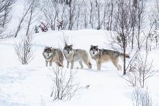 Three Wolves in the Snow-kjekol-Framed Photographic Print