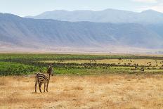 Zebra in Ngorongoro-kjekol-Photographic Print