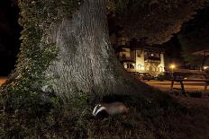 Badger (Meles Meles) Foraging by a Tree Near Buildings. Freiburg Im Breisgau, Germany, May-Klaus Echle-Photographic Print