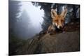 Photographic Print