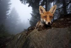 Red Fox (Vulpes Vulpes) Vixen on a Misty Day in Woodland, Black Forest, Germany-Klaus Echle-Photographic Print