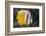 Klein's Butterflyfish (Chaetodon Kleinii)-Reinhard Dirscherl-Framed Photographic Print