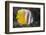 Klein's Butterflyfish (Chaetodon Kleinii)-Reinhard Dirscherl-Framed Photographic Print