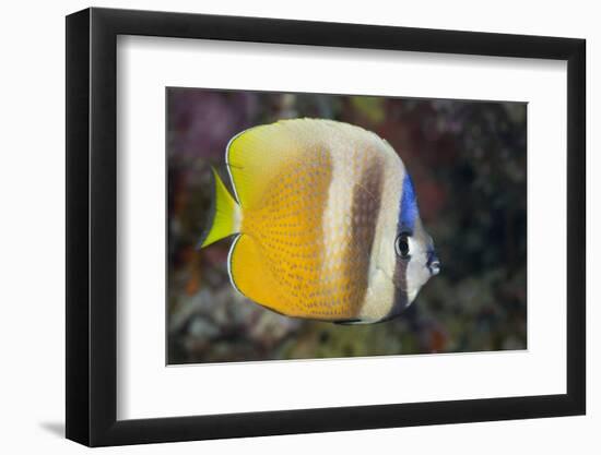 Klein's Butterflyfish (Chaetodon Kleinii)-Reinhard Dirscherl-Framed Photographic Print