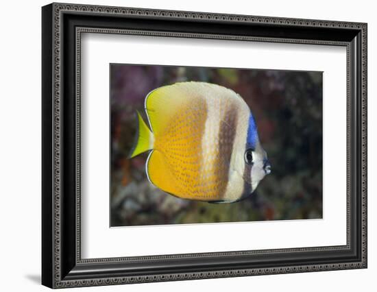 Klein's Butterflyfish (Chaetodon Kleinii)-Reinhard Dirscherl-Framed Photographic Print