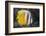 Klein's Butterflyfish (Chaetodon Kleinii)-Reinhard Dirscherl-Framed Photographic Print