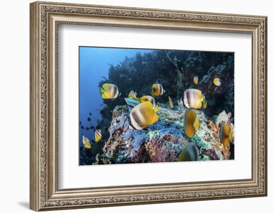 Klein's Butterflyfish Swim over a Reef Near Sulawesi, Indonesia-Stocktrek Images-Framed Photographic Print