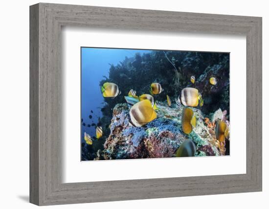 Klein's Butterflyfish Swim over a Reef Near Sulawesi, Indonesia-Stocktrek Images-Framed Photographic Print