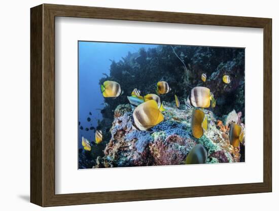 Klein's Butterflyfish Swim over a Reef Near Sulawesi, Indonesia-Stocktrek Images-Framed Photographic Print