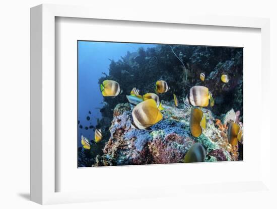 Klein's Butterflyfish Swim over a Reef Near Sulawesi, Indonesia-Stocktrek Images-Framed Photographic Print