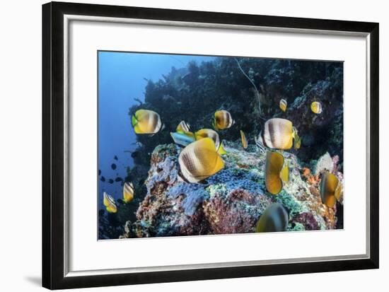 Klein's Butterflyfish Swim over a Reef Near Sulawesi, Indonesia-Stocktrek Images-Framed Photographic Print