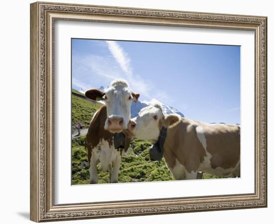 Kleine Scheidegg, Bernese Oberland, Berne Canton, Switzerland, Europe-Angelo Cavalli-Framed Photographic Print