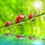 Funny Picture Of The Ladybugs Family Running On A Grass Bridge Over A Spring Flood-Kletr-Photographic Print