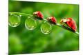 Premium Photographic Print