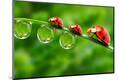 Premium Photographic Print