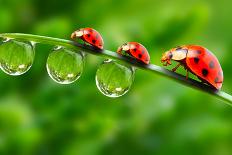 Funny Picture Of The Ladybugs Family Running On A Grass Bridge Over A Spring Flood-Kletr-Photographic Print