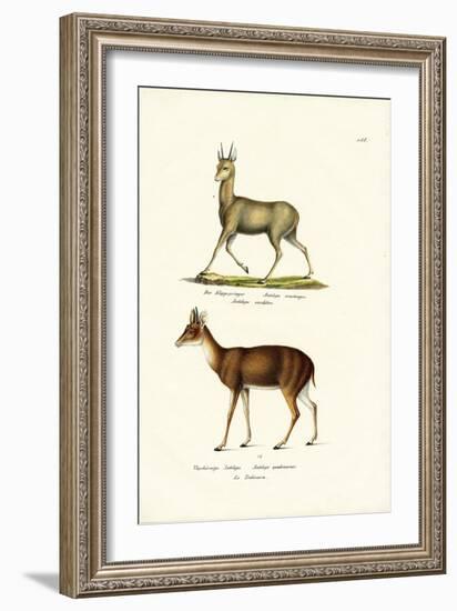 Klipspringer, 1824-Karl Joseph Brodtmann-Framed Giclee Print