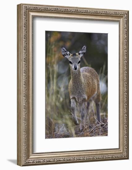 Klipspringer (Oreotragus Oreotragus) Female, Kruger National Park, South Africa, Africa-James Hager-Framed Photographic Print