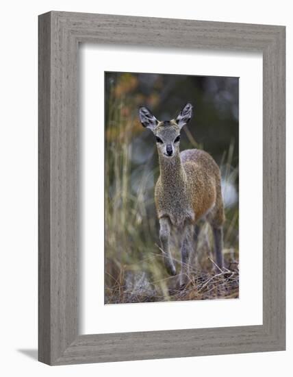 Klipspringer (Oreotragus Oreotragus) Female, Kruger National Park, South Africa, Africa-James Hager-Framed Photographic Print