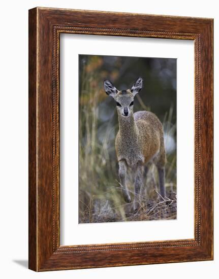 Klipspringer (Oreotragus Oreotragus) Female, Kruger National Park, South Africa, Africa-James Hager-Framed Photographic Print