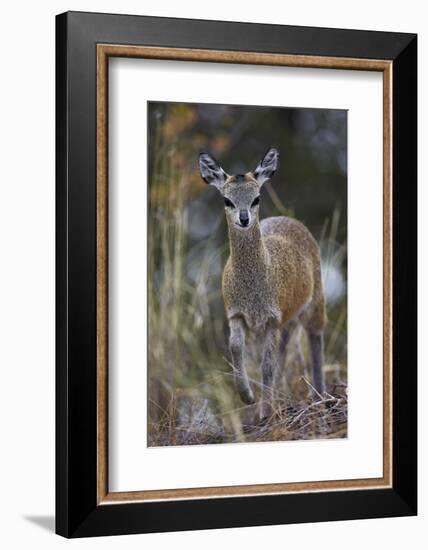 Klipspringer (Oreotragus Oreotragus) Female, Kruger National Park, South Africa, Africa-James Hager-Framed Photographic Print