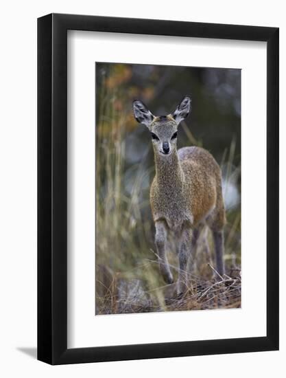 Klipspringer (Oreotragus Oreotragus) Female, Kruger National Park, South Africa, Africa-James Hager-Framed Photographic Print