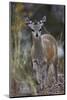 Klipspringer (Oreotragus Oreotragus) Female, Kruger National Park, South Africa, Africa-James Hager-Mounted Photographic Print