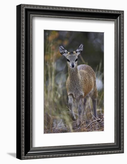 Klipspringer (Oreotragus Oreotragus) Female, Kruger National Park, South Africa, Africa-James Hager-Framed Photographic Print