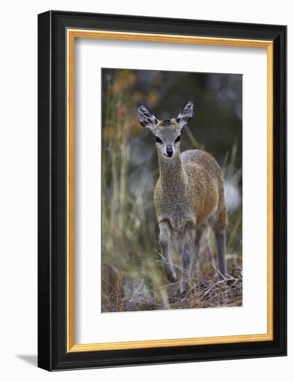 Klipspringer (Oreotragus Oreotragus) Female, Kruger National Park, South Africa, Africa-James Hager-Framed Photographic Print