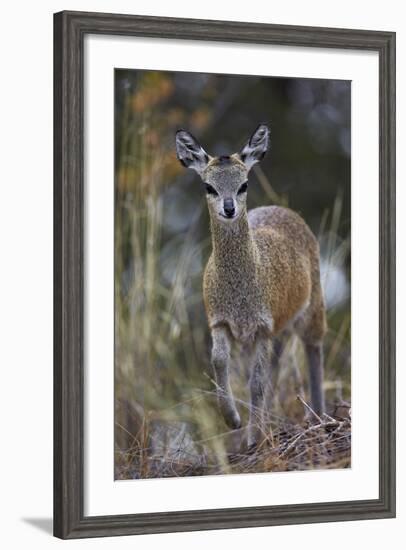 Klipspringer (Oreotragus Oreotragus) Female, Kruger National Park, South Africa, Africa-James Hager-Framed Photographic Print