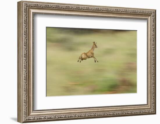 Klipspringer (Oreotragus Oreotragus) in Mid Leap, Karoo, South Africa, February-Ben Hall-Framed Photographic Print