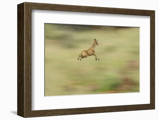 Klipspringer (Oreotragus Oreotragus) in Mid Leap, Karoo, South Africa, February-Ben Hall-Framed Photographic Print