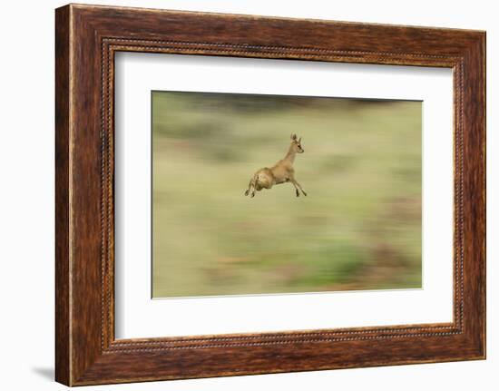 Klipspringer (Oreotragus Oreotragus) in Mid Leap, Karoo, South Africa, February-Ben Hall-Framed Photographic Print