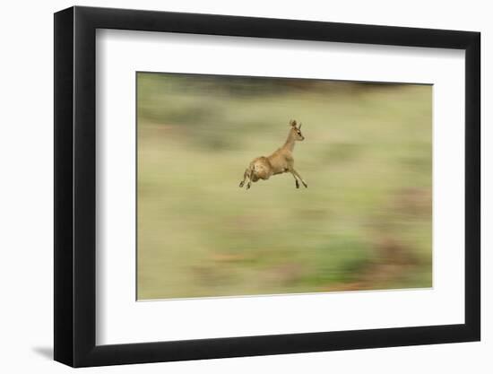 Klipspringer (Oreotragus Oreotragus) in Mid Leap, Karoo, South Africa, February-Ben Hall-Framed Photographic Print