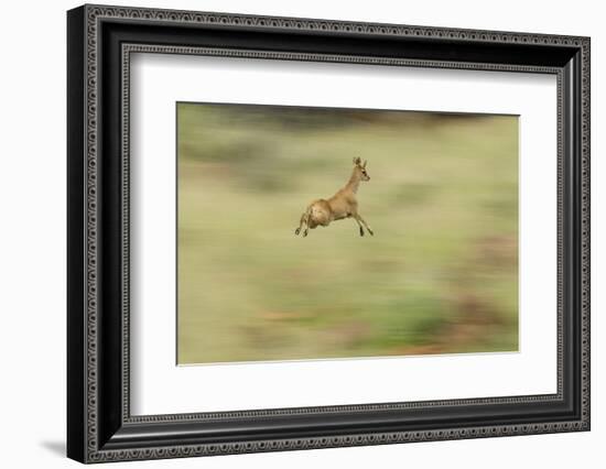 Klipspringer (Oreotragus Oreotragus) in Mid Leap, Karoo, South Africa, February-Ben Hall-Framed Photographic Print